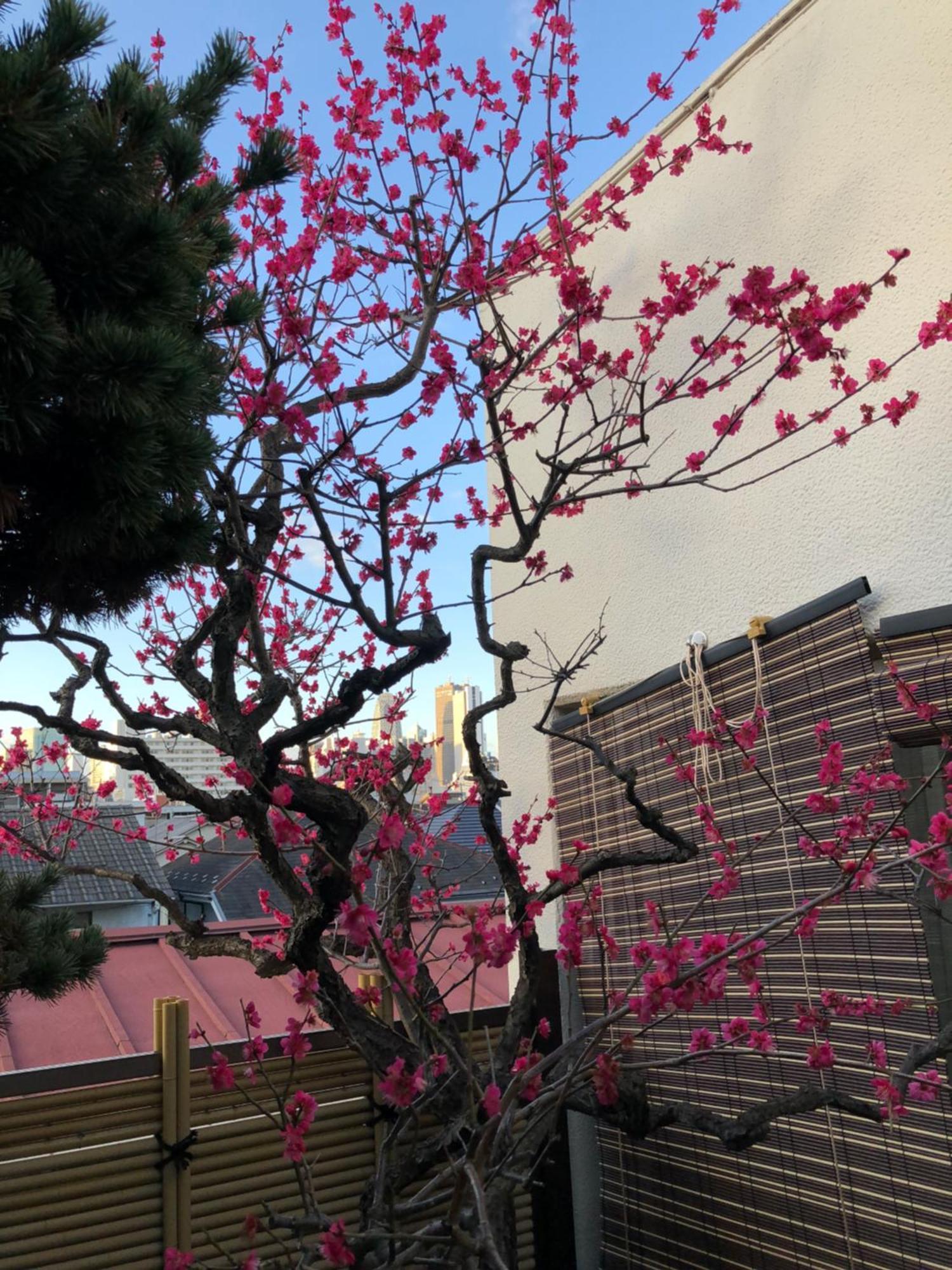 Shinjuku Shin-Okubo Japanese Style Inn Tokyo Eksteriør bilde